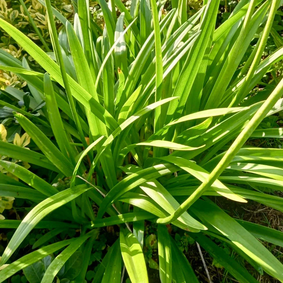 African Lily - AGAPANTHUS africanus 'Big Blue'