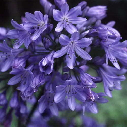 African Lily - AGAPANTHUS africanus 'Big Blue'